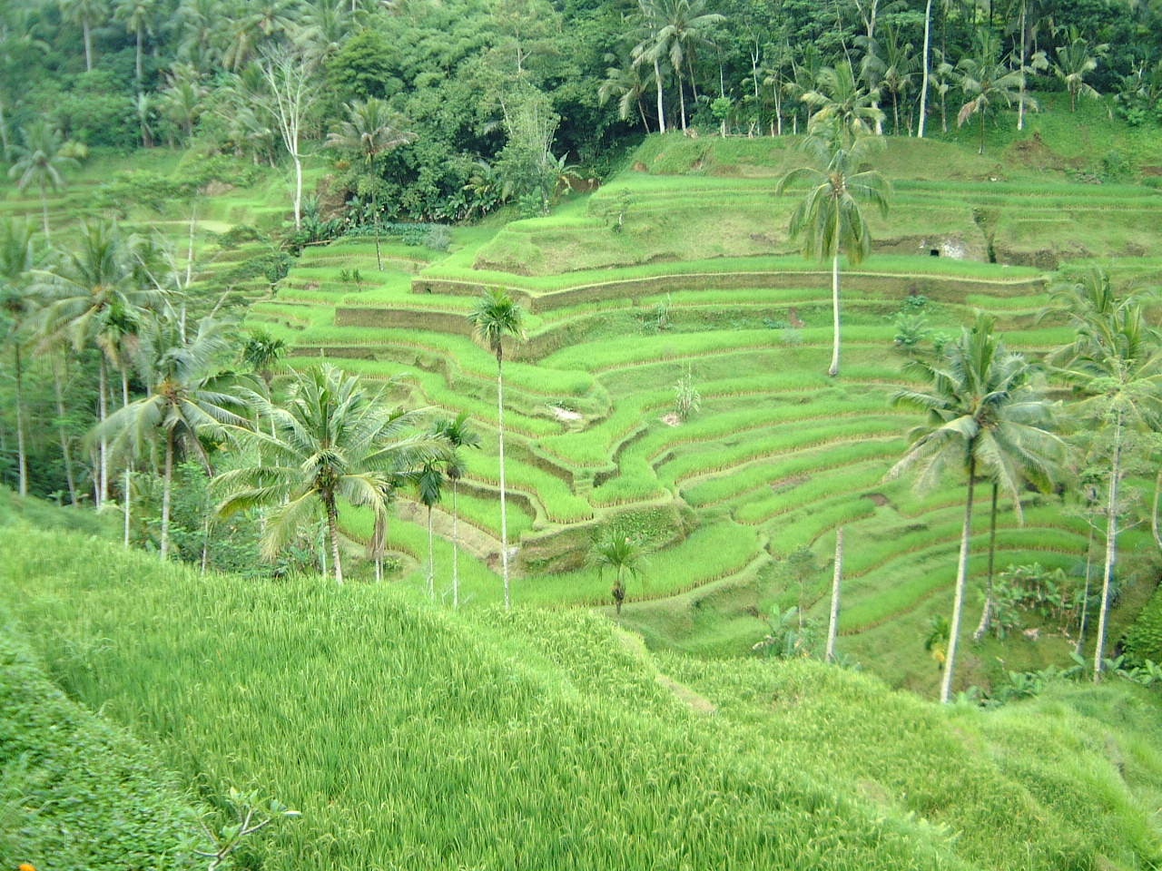 bali05